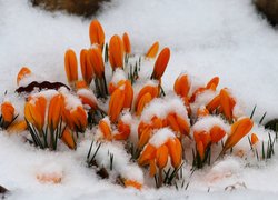 Kwiaty, Krokusy, Pomarańczowe, Śnieg