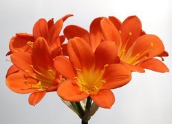 Pomarańczowe kwiaty kliwii