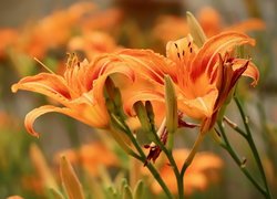 Pomarańczowe lilie z pąkami