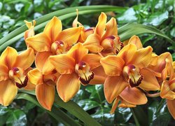 Pomarańczowe orchidee