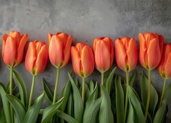 Pomarańczowe tulipany na szarym tle