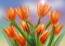 Kwiaty, Pomarańczowe, Tulipany