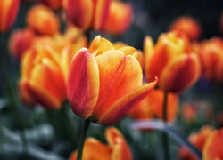 Pomarańczowo-żółte tulipany w rozmyciu