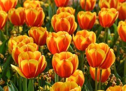 Pomarańczowo-żółte tulipany