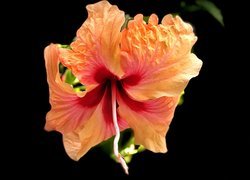 Pomarańczowy kwiat hibiskusa na ciemnym tle