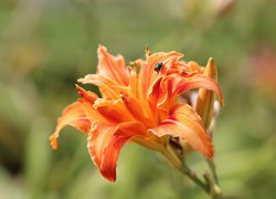 Liliowiec, Kwiat, Mucha, Pomarańczowa, Lilia