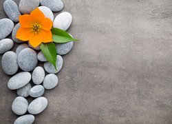Pomarańczowy kwiat na kamieniach