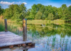 Pomost i szuwary nad stawem w parku Britzer Garten