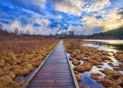 Pomost między kępami traw na jeziorze One Mile Lake w Kanadzie