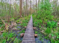 Moczary, Bagno, Kładka, Pomost, Drzewa, Roślinność, Poleski Park Narodowy, Polesie, Polska