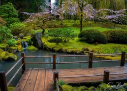 Pomost nad sadzawką i kwitnące drzewa w ogrodzie japońskim