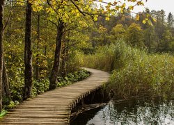 Pomost wśród drzew w Parku Narodowym Jezior Plitwickich