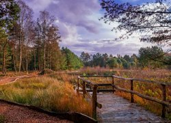 Niemcy, Dolna Saksonia, Jezioro Großer Bullensee, Jesień, Droga, Las, Drzewa, Pomosty  Drzewo