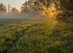 Łąka, Trawa, Drzewa, Mgła, Poranek