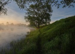 Rzeka, Drzewa, Trawa, Mgła, Przebijające światło