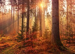 Poranek w jesiennym lesie