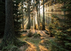 Las, Poranek, Promienie słońca, Przebijające Światło