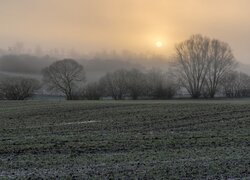 Pole, Drzewa, Mgła, Wschód słońca, Poranek