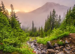 Stany Zjednoczone, Waszyngton, Park Narodowy Mount Rainier, Góry, Wąwóz, Szlak Pinnacle Saddle Hike, Drzewa, Kamienie, Mgła
