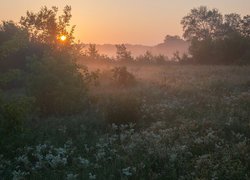 Poranna mgła unosząca się nad drzewami na łące