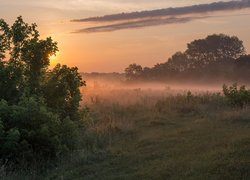 Łąka, Drzewa, Krzewy, Trawa, Wschód słońca, Mgła