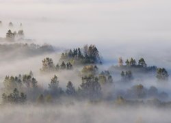 Jesień, Las, Drzewa, Mgła, Poranek, Pieniny, Polska
