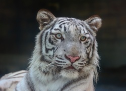 Portret białego tygrysa