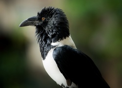 Portret czarno-białej wrony