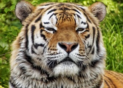 Portret dumnego tygrysa