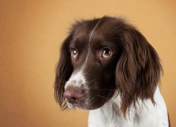 Portret smutnego pieska springer spaniela