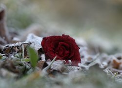 Porzucona róża