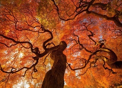 Poskręcane gałęzie jesiennych drzew