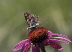 Postrzępiony, Motyl, Kwiat, Jeżówka