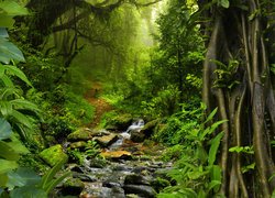 Potok na kamieniach w tropikalnym lesie