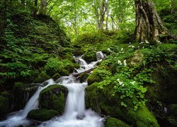 Potok na omszałych skałach w lesie