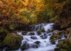 Potok spływający po kamieniach w jesiennym lesie