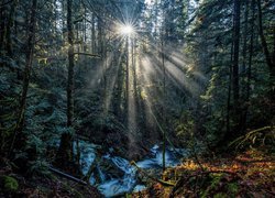 Kanada, Kolumbia Brytyjska, Park Prowincjonalny Gowlland Tod, Potok Tod Creek, Las, Przebijające światło