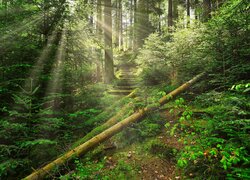 Powalone drzewa i schody w słonecznym lesie