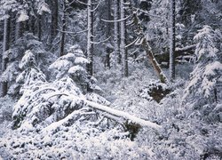 Powalone drzewa w lesie zimą