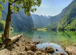 Drzewa, Jezioro, Obersee, Góry, Alpy Berchtesgaden, Bawaria, Niemcy