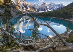 Kanada, Prowincja Alberta, Park Narodowy Banff, Jezioro Moraine, Góry, Jezioro, Powalone, Drzewa