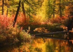 Jesień, Las, Drzewa, Krzewy, Rzeka