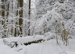 Powalone kłody w ośnieżonym lesie