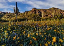 Pozłotka kalifornijska i kaktusy saguaro na tle gór