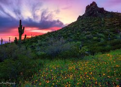 Stany Zjednoczone, Arizona, Park stanowy, Picacho Peak, Góra, Zachód słońca, Kaktusy, Kwiaty, Łąka