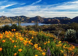 Pozłotki kalifornijskie i kaktusy nad górskim jeziorem Bartllet w Arizonie