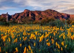 Góry, Łąka, Kwiaty, Maczki kalifornijskie, Pozłotki, Drzewa, Kaktusy, Chmury, Picacho Peak State Park, Arizona, Stany Zjednoczone