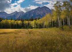 Góry, Drzewa, Brzozy, Łąka, Trawa, Góry, Park Narodowy Jasper, Alberta, Kanada