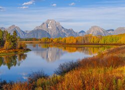 Pożółkłe drzewa i krzewy nad rzeką Snake River i góry Teton Range w oddali