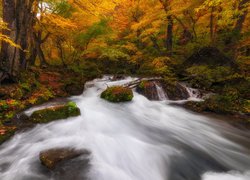 Pożółkłe drzewa i omszałe skały nad leśną rzeką